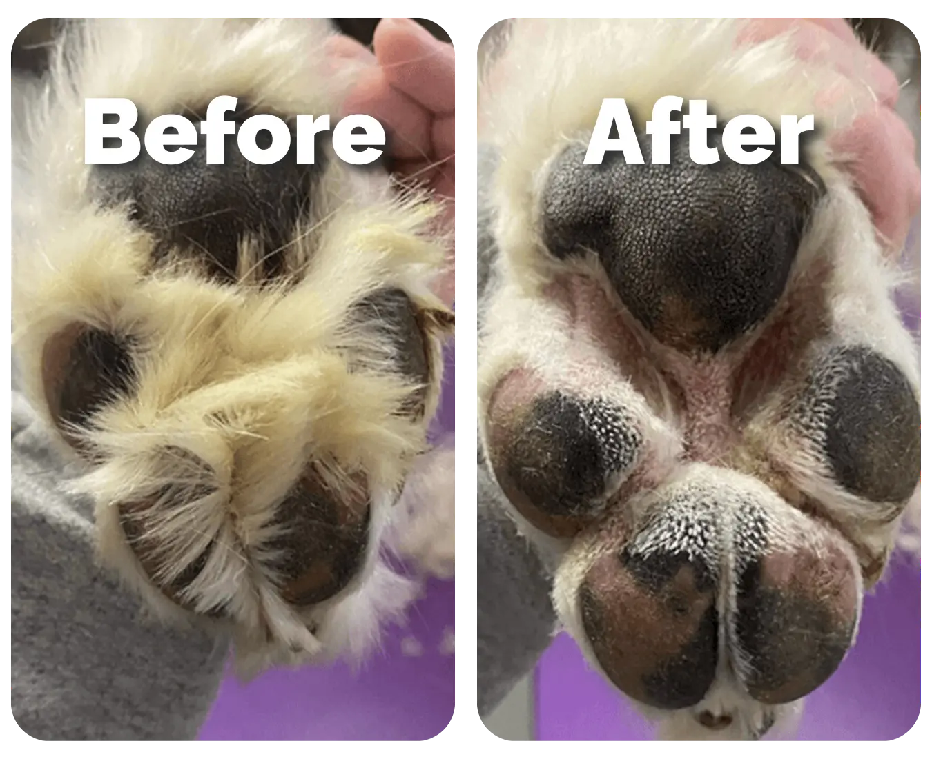 Paw Trimmer Petoir paw-trimmer-petoir
