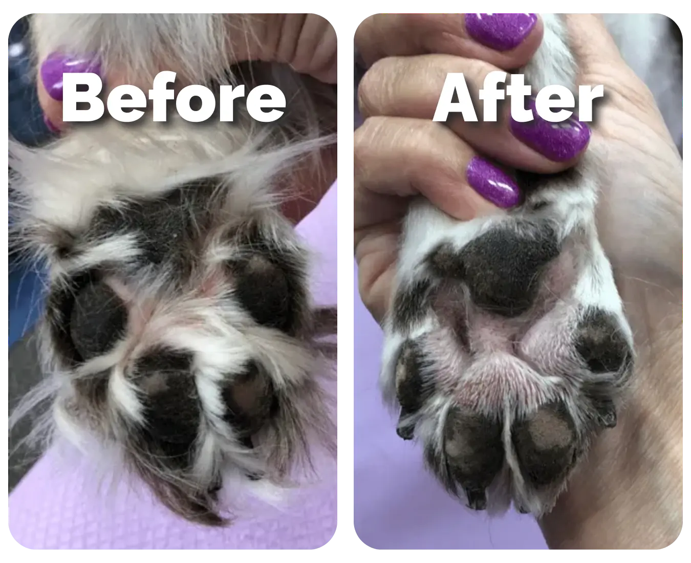 Paw Trimmer Petoir paw-trimmer-petoir